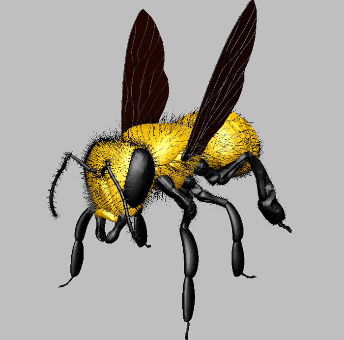 Bee-1.jpg