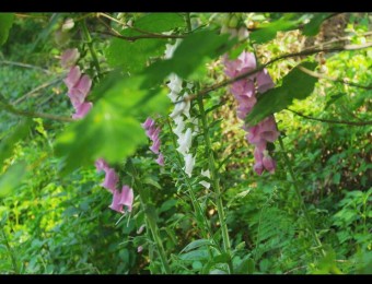 清爽阳光照射翠绿丛林间变焦拍摄植物花朵自然风光高清视频实拍
