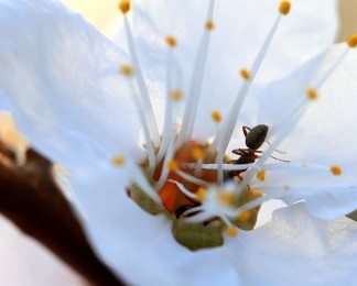 花蕊中的蚂蚁超近景实拍视频素材