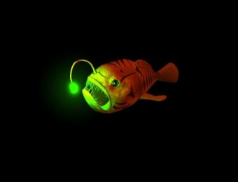 灯笼鱼 模型材质+灯光贴图+绑定动画