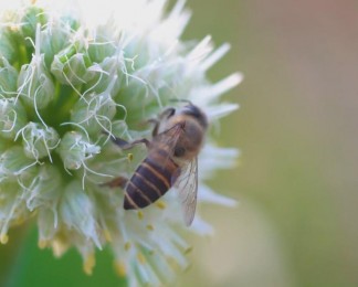 蜜蜂近景特写实拍视频素材