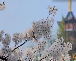 中国古典元素，梅花弄雪视频实拍素材