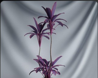 C4D紫罗兰盆栽模型