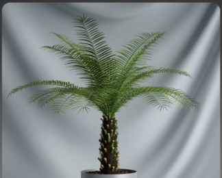 C4D杉树盆栽模型