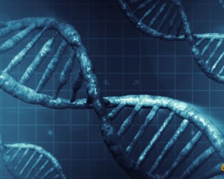 人类DNA周期性视频细胞