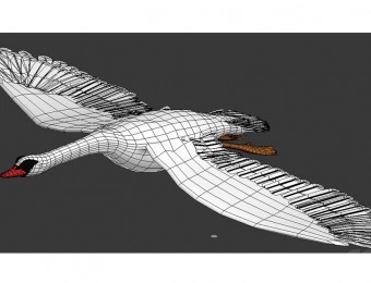 天鹅-精细模型-飞行-有动画