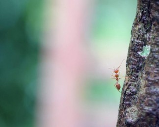 蚂蚁近景实拍视频素材