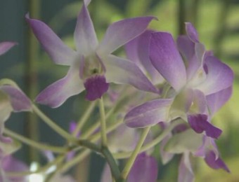 唯美鲜艳淡紫色兰花自然植物风景近距离高清视频实拍
