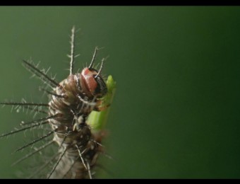 害虫啃食庄稼视频实拍