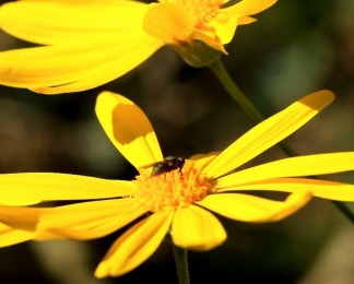 黄色花朵蜜蜂近景实拍视频素材
