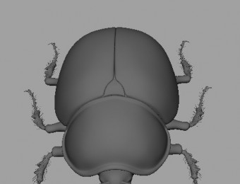真实结构的甲虫模型