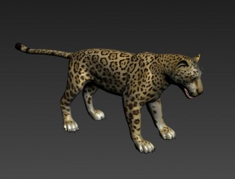 豹 豹子 野豹 非洲豹 动物 动物 豹子 写实豹子 大豹子 次世代 森林猛兽 猛兽 豹