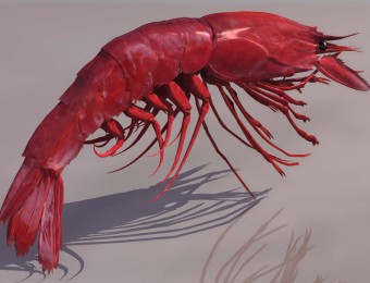 虾子蝎子模型