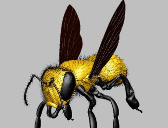 超精细的蜜蜂模型
